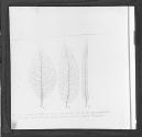 Fig. 24.-Leaves of Willow: A, of One Parent; C, of the Other Parent; B , of the Hybrid Intermediate Between them.-After Wiesner.