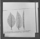 Fig. 24.-Leaves of Willow: A, of One Parent; C, of the Other Parent; B , of the Hybrid Intermediate Between them.-After Wiesner.