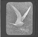 Com Tern Securg (sic) Her Balance