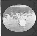 Brighton Swans in Queens Park.