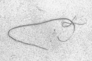 S.W. 1