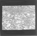 Kentish Plovers Nest