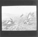 Lapwings