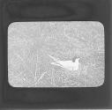 Common Tern