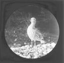 Curlew