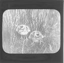 2.T. A Pair of Young Curlews