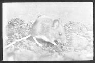 Long Tailed Field Mouse.