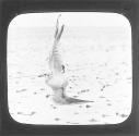 Black Headed Gull in Flight Net