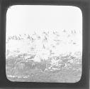 Cormorants on 'Megstone.'